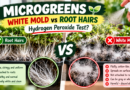 Microgreens white mold vs root hairs, with visual signs to help distinguish healthy roots from mold