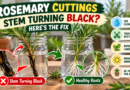 Rosemary cuttings turning black in water compared with healthy cuttings growing white roots.