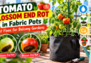 Tomato blossom end rot in fabric pots and fast fixes for balcony gardens